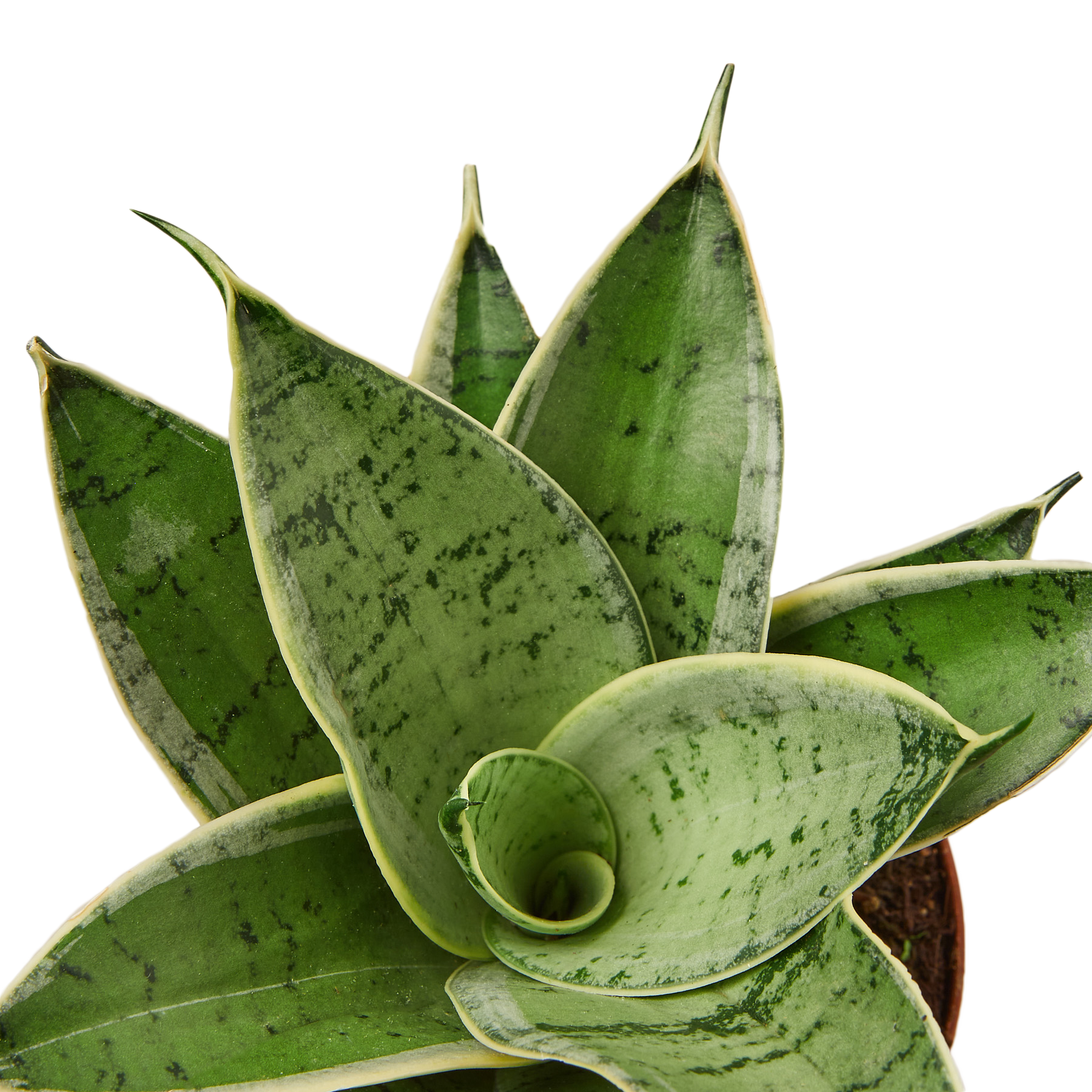 Buy A Sansevieria Snake Plant 'Starlight' Houseplant From The ZEN
